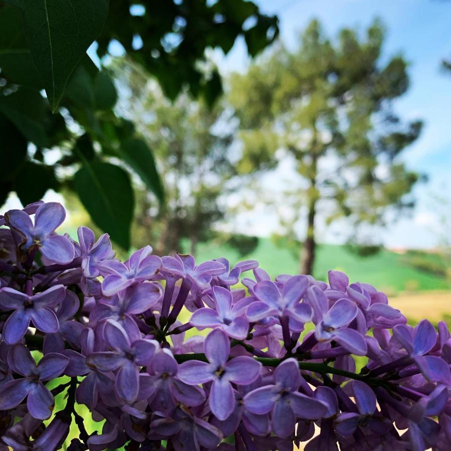 Naturaverde Country House Senigallia Buitenkant foto